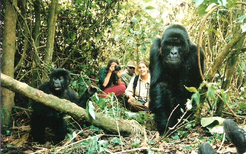 unconventional safari - people sitting around Gorillas in the jungle on safari