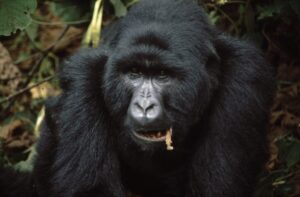 Read more about the article Destiny with Mountain Gorillas