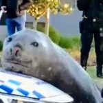 The Seal who came to Town