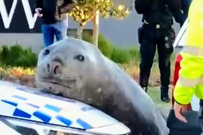 You are currently viewing The Seal who came to Town