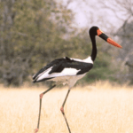 Death Storked Us at Qhakwaa