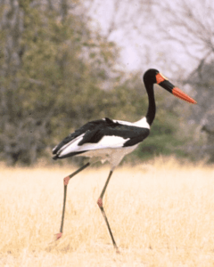 Read more about the article Death Storked Us at Qhakwaa