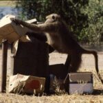 ARE HUMANS TOOLS?