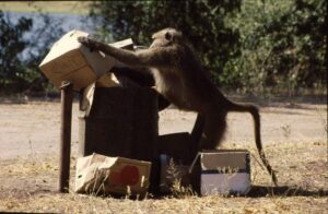 Read more about the article ARE HUMANS TOOLS?